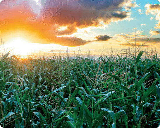 We Specialize in Accounting Software for Farmers